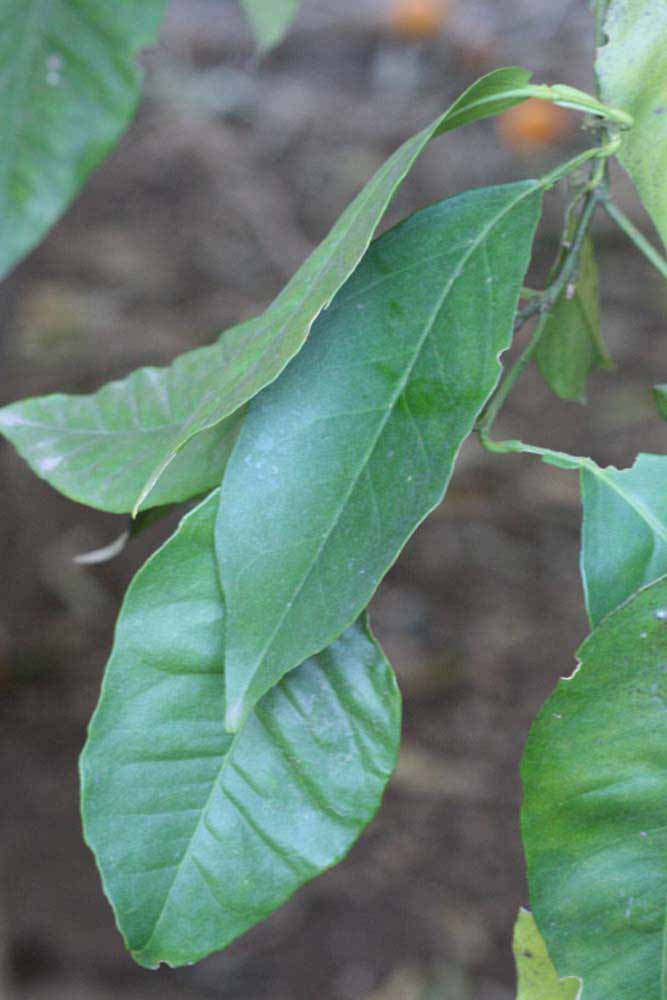            Shade leaves (Riverside, CA)   